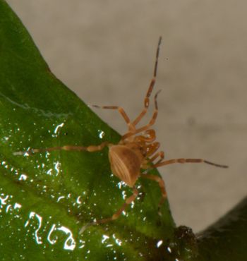 Media type: image;   Invertebrate Zoology 136540